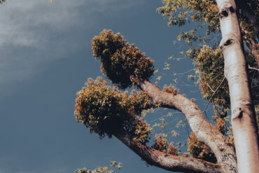 Versterk je Wei Qi met de Kracht van de Nazomer